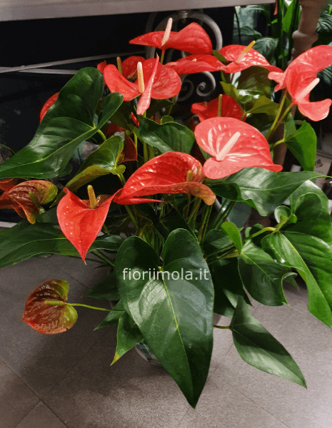 Pianta di anthurium