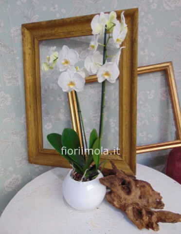 Pianta phaleonopsis bianco in vaso vetro o ceramica