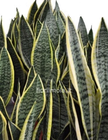 Pianta Sanseveria