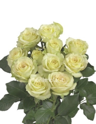 Rose bianche a steli, prima scelta, lunghezza 60/70cm.