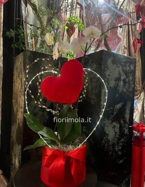 Pianta Phaleonopsis bianca XL, in scatola