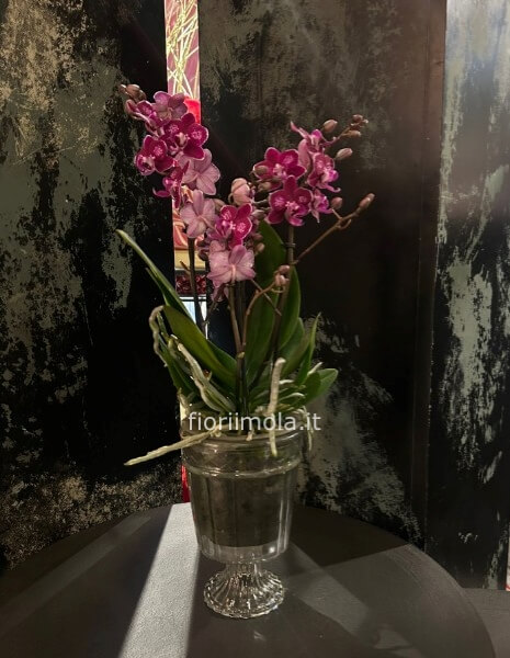 Pianta Phleonopsis a più rami fioriti in vaso in vetro