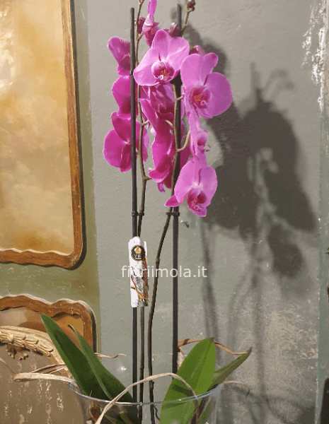 Pianta di phaleonopsis colorata in vaso a 2 steli