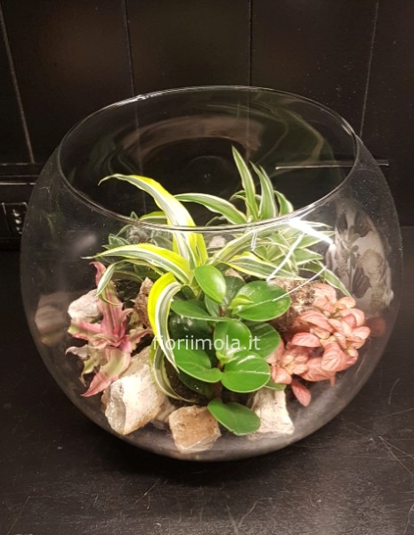 Terrarium aperto in vetro con piante miste