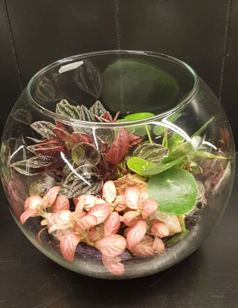 Terrarium aperto in vetro con piante  miste