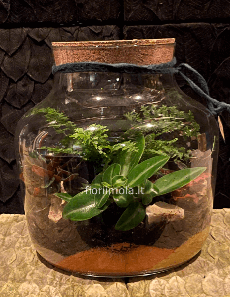 Terrarium in vetro con piante verdi e miste » Consegna fiori a Imola, invio  fiori e piante a domicilio a Imola