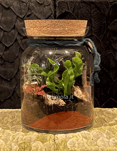 Terrarium in vetro con piante verdi e miste » Consegna fiori a Imola, invio  fiori e piante a domicilio a Imola